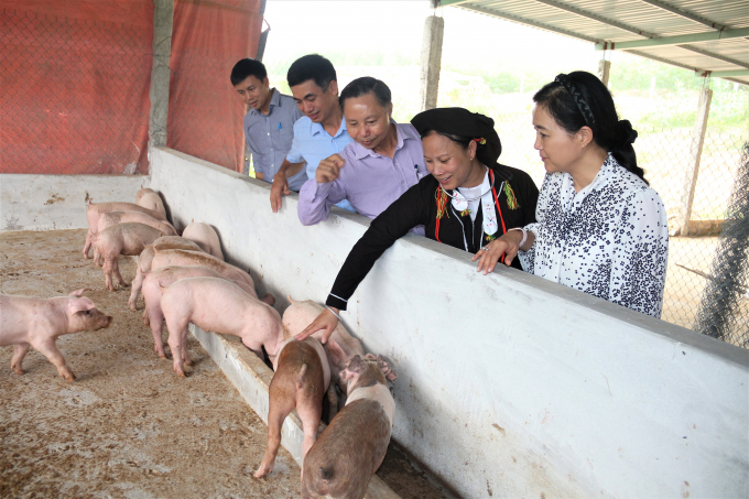 Mô hình chăn nuôi lợn theo hướng hữu cơ của Tập đoàn Quế Lâm. Ảnh: Hoàng Anh.