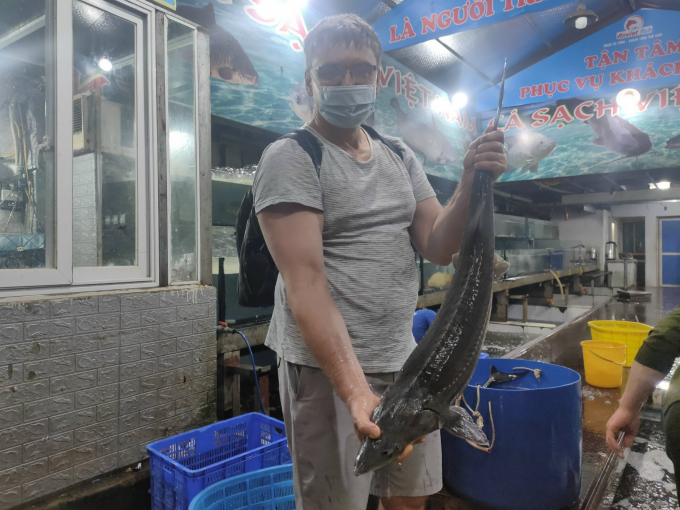 Theo nhiều chuyên gia có những loại cá tầm Trung Quốc lai ngoài danh mục cấp phép đang được bày bán tại thị trường Việt Nam. Ảnh: Trung Hiếu.
