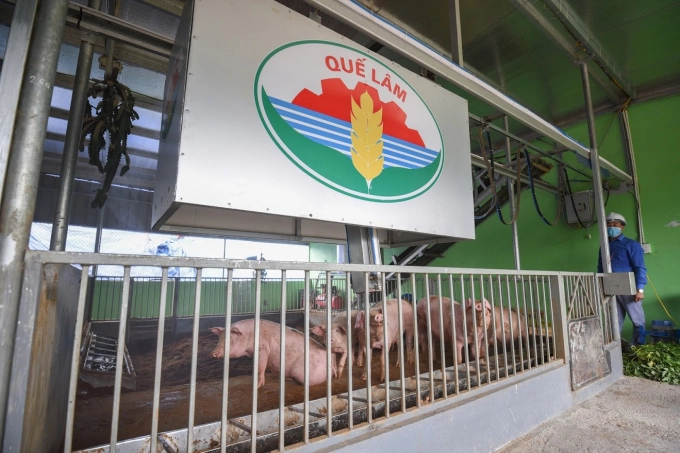 Mô hình chăn nuôi lợn hữu cơ an toàn sinh học của Tập đoàn Quế Lâm. Ảnh: Hoàng Anh.