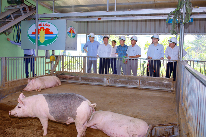 Bộ trưởng Lê Minh Hoan thị sát mô hình chăn nuôi lợn hữu cơ an toàn sinh học Quế Lâm theo tiêu chuẩn 5 không của Tập đoàn Quế Lâm. Ảnh: I Lich.