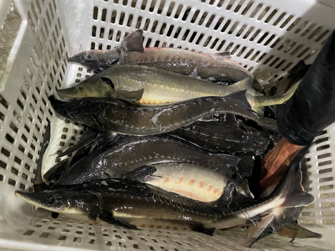 While the management agency has not determined the origin and species of Chinese sturgeon, enterprises with signs of violation are still allowed to import. Photo: CT.