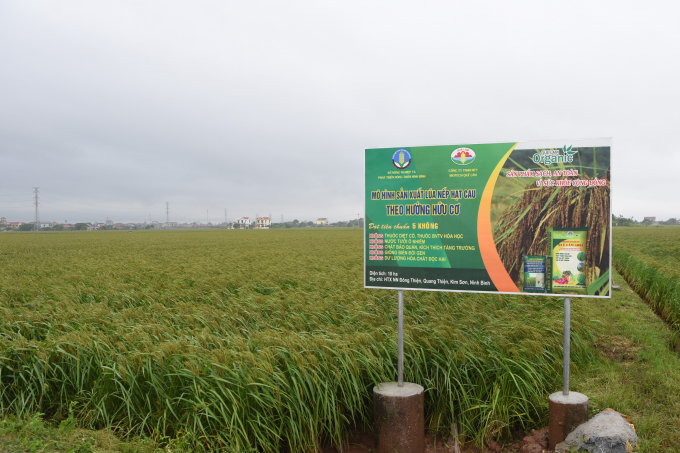 Sở NN-PTNT tỉnh Ninh Bình cho biết, trong thời gian tới sẽ tập trung mở rộng diện tích lúa đặc sản chất lượng cao toàn tỉnh lên khoảng 80%... Ảnh: Đức Minh.