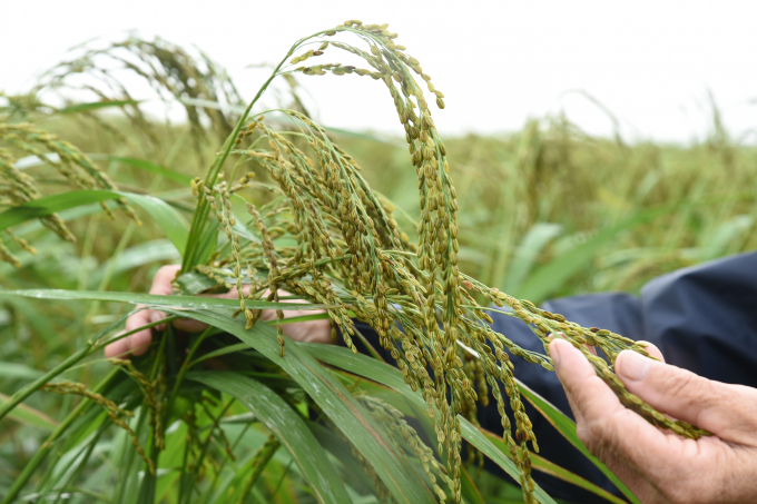 Mô hình sản xuất lúa Nếp hạt cau ở HTX Nông nghiệp Đông Thiện do Sở NN-PTNT Ninh Bình phối hợp với Tập đoàn Quế Lâm triển khai theo tiêu chuẩn '5 không'. Ảnh: Đức Minh.