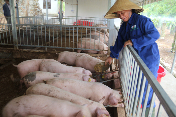 Nông dân, hợp tác xã ở Thừa Thiên - Huế đã chuyển đổi từ tập quán canh tác cũ chuyển sang sản xuất nông nghiệp hữu cơ, nông nghiệp có trách nhiệm. Ảnh: CĐ.