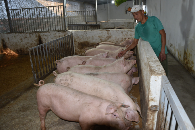 The biosafety breeding process of Que Lam Group is an effective solution of livestock farming. Photo: Hoang Anh.