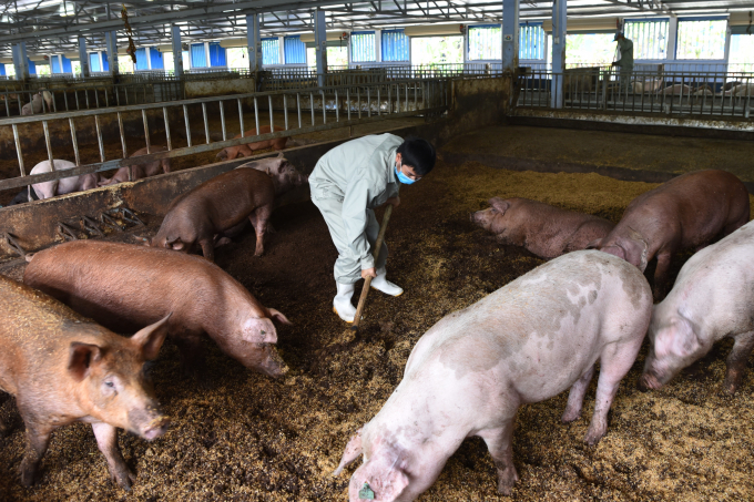 Probiotic 403 Alfa Lacto treats both the bad smell of pig manure from inside the animal's body and the biological padding to improve the environment and create a source of organic fertilizer for production. Photo: Hoang Anh.