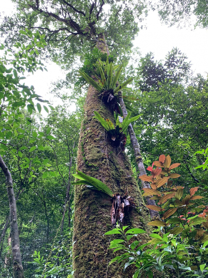 Vườn Quốc gia Vũ Quang có tới 76% diện tích rừng tự nhiên. Ảnh: Thái Cảnh Toàn.
