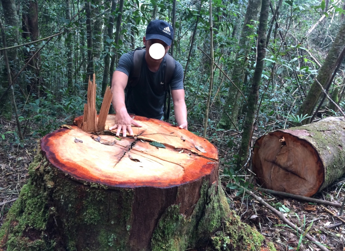 Một vụ phá rừng tại tỉnh Kon Tum mà báo NNVN đã phản ánh. Tuấn Anh.