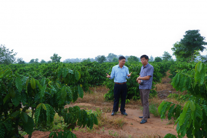 Diện tích vườn cà phê của công ty 704 (huyện Đăk Hà) phát triển tốt sau khi tái canh.