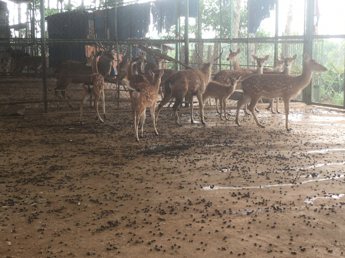 26 cá thể nai và hươu sao được bàn giao lại cho Vườn Quốc gia Kon Ka Kinh nuôi dưỡng. Ảnh Tuấn Anh
