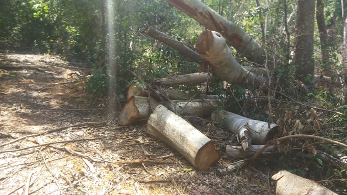 Vụ phá rừng ở Kbang đang được điều tra, làm rõ.