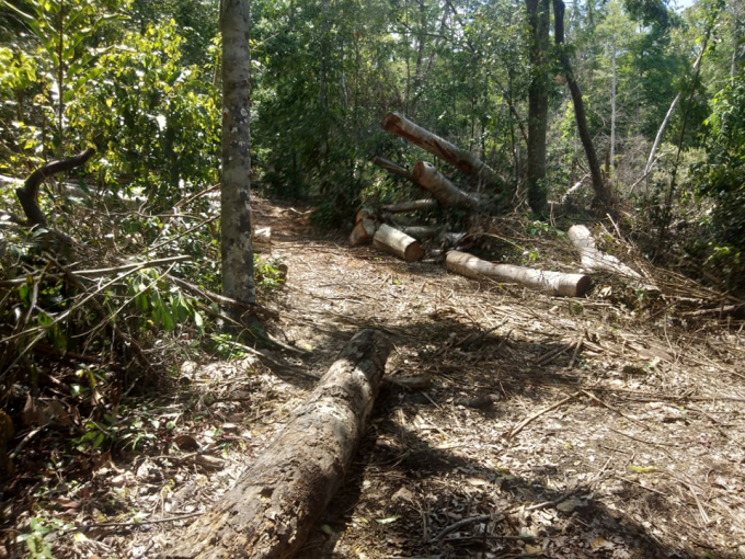 Có hơn 10 đối tượng tham gia trong vụ phá rừng tại Kbang. Ảnh: TA.
