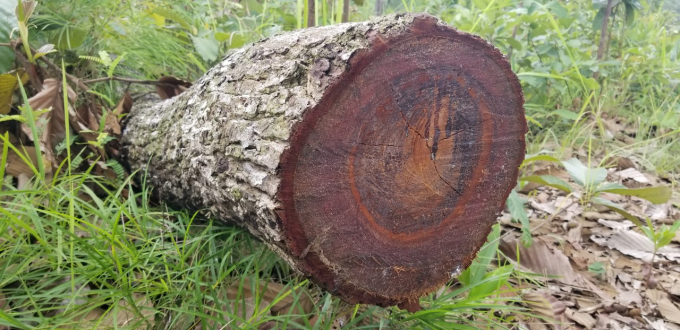 Lâm tặc chưa kịp mang gỗ ra khỏi rừng