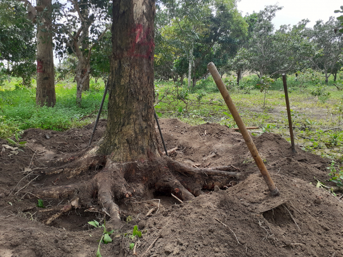 Một cây gỗ giáng hương đang bị đào gốc