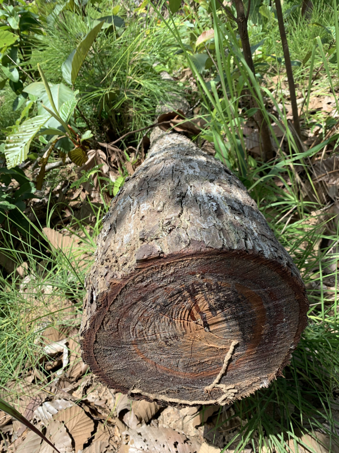 Nhiều lóng gỗ bị khai thác chưa kịp đưa ra khỏi rừng