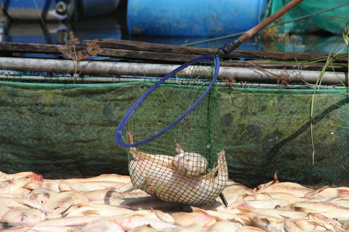 hơn 26 tấn cá chết gây thiệt hại hàng tỷ đồng