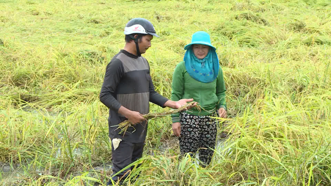 Hơn 1.800ha diện tích lúa ở huyện Phú Thiện bị ngã đổ