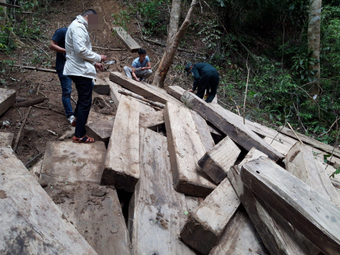 Liên tiếp các vụ phá rừng xảy ra tại huyện Kon Plông.