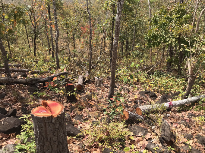 Nhiều cây gỗ bị lâm tặc đốn hạ nằm ngổn ngang.