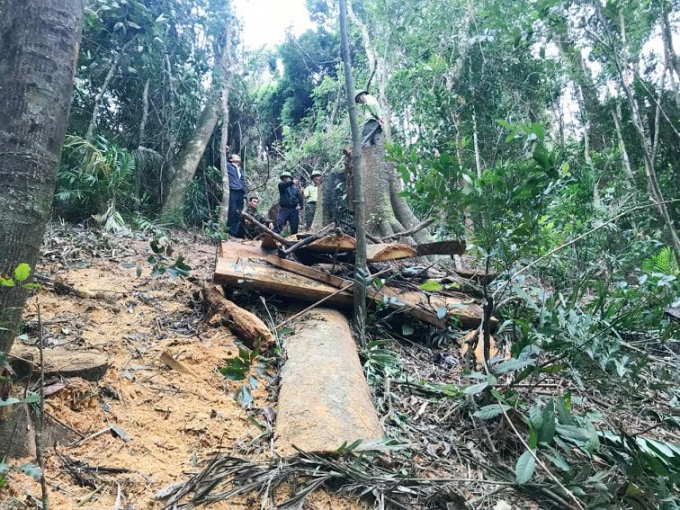 Mới đây, huyện Kbang cũng đã khởi tố vụ khai thác gỗ trái phép trên địa bàn.