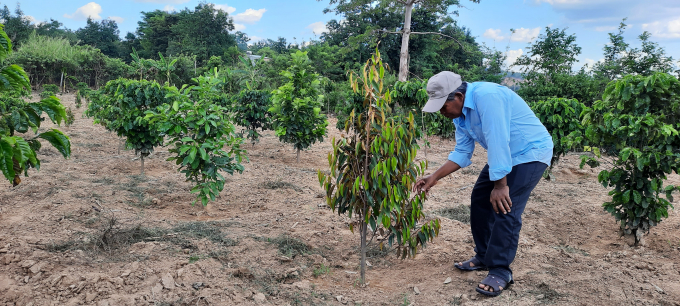 Kỹ thuật trồng và chăm sóc cây sầu riêng luôn được già làng A Biaoh chú trọng. Ảnh: Đăng Lâm.