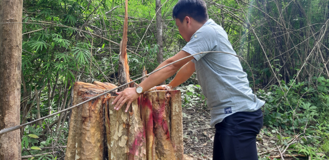 Rừng Ia Puch là điểm nóng về khai thác gỗ lậu.