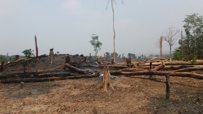 2 Trưởng Ban quản lý rừng Ia Grai bị truy tố do để mất rừng.