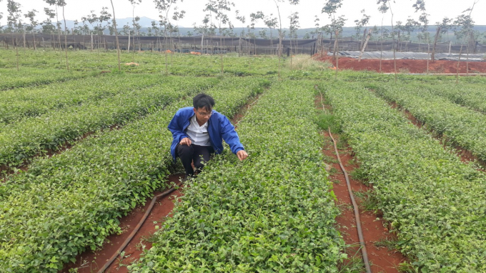 Cây Cà gai leo đang phát triển mạnh trên địa bàn tỉnh Gia Lai.