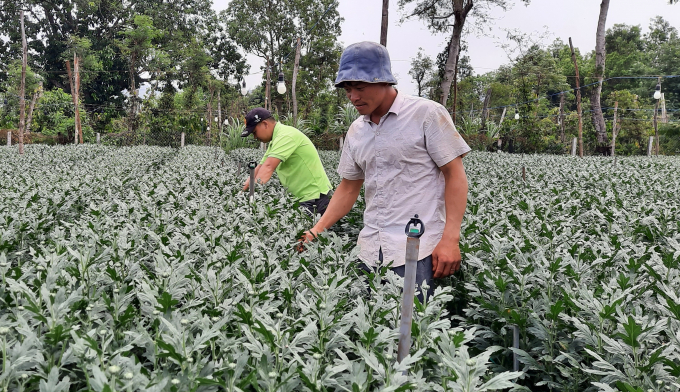 Vườn hoa cúc Đà Lạt tuyệt đẹp tại huyện Chư Sê, tỉnh Gia Lai. Ảnh: Tuấn Anh.