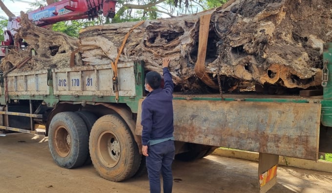 2 cây gỗ bằng lăng cổ thụ vẫn đang bị tạm giữ tại UBND xã Kon Chiêng để chờ xử lý.