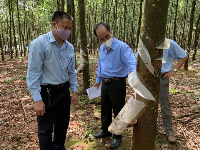 Ông Võ Toàn Thắng (đứng giữa), Tổng Giám đốc Công ty Cao su Chư Prông đi kiểm tra vườn cây.