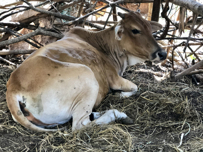 Gia Lai đang điều trị hiệu quả bệnh viêm da nổi cục trên đàn bò.