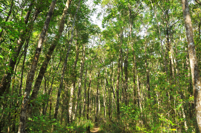 Rừng nguyên sinh khu bảo tồn thiên nhiên Kon Chư Răng.