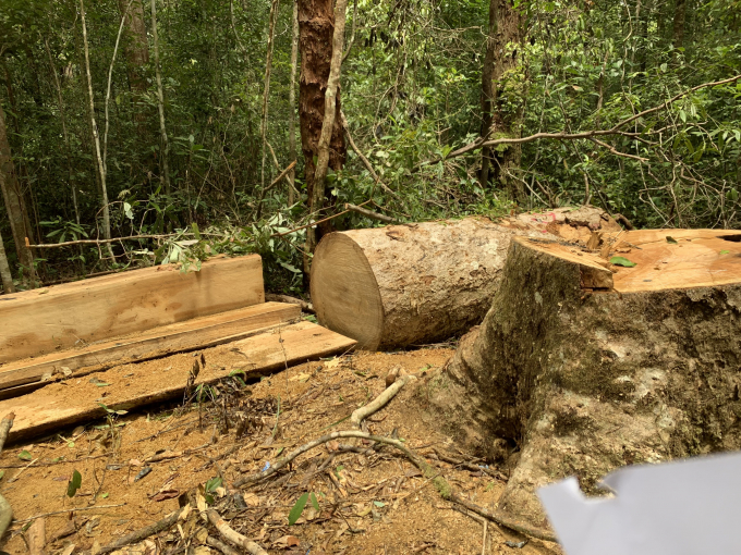 Cây gỗ dổi bị các đối tượng cưa hạ.