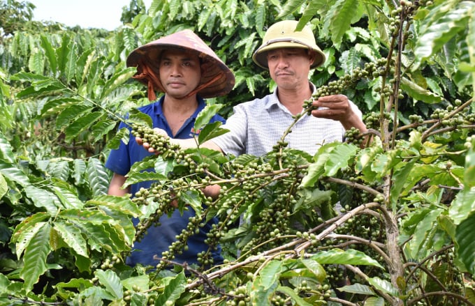 Ông Trịnh Khắc Dương thăm vườn cà phê của các thành viên trong HTX. Ảnh: Tuấn Anh.