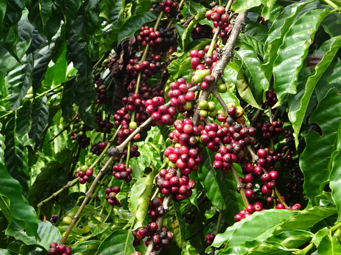 Cà phê ở Gia Lai ngày càng nâng co chất lượng nhờ dự án VnSAT. Ảnh Tuấn Anh.