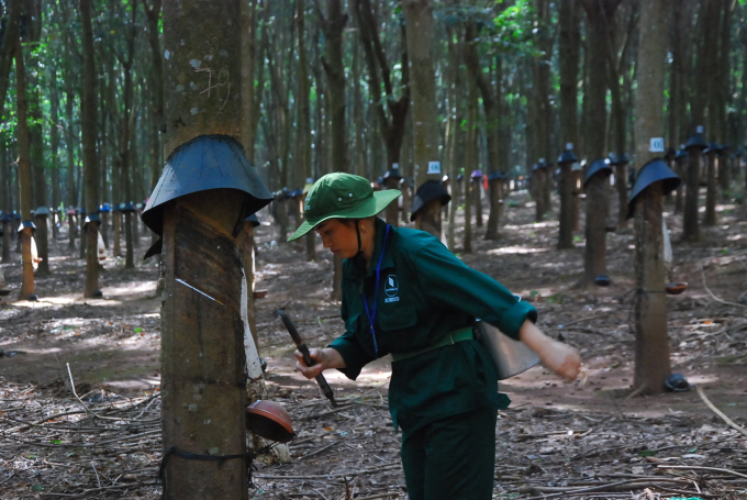 Công ty Cao su Kon Tum luôn chú trọng nâng cao năng suất, chất lượng sản phẩm.