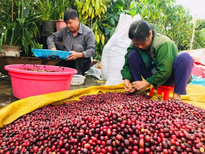 Người dân ngày càng chú trong đến sản xuất cà phê bền vững.