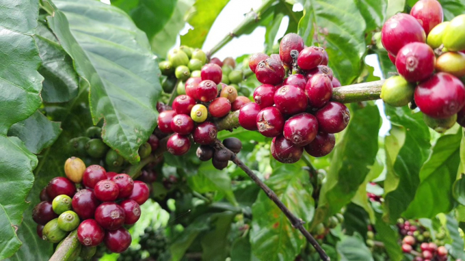 Farmer's coffee quality has been significantly improved through the VnSAT program. Photo: Tuan Anh.