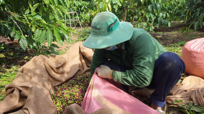 Cà phê Gia Lai đang trong vụ thu hoạch, chất lượng năm nay dự báo tốt hơn các năm trước. Ảnh Tuấn Anh.