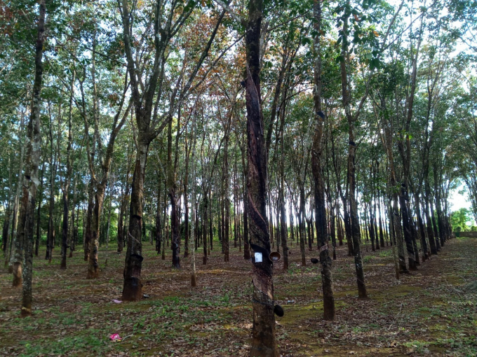 Cao su Chư Păh bán đấu giá vườn cây để tái canh.