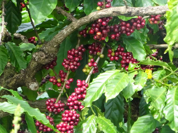 Dự án VnSAT được xem như đòn bẩy kích cầu để phát triển ngành hàng cà phê bền vững. Ảnh Tuấn Anh.