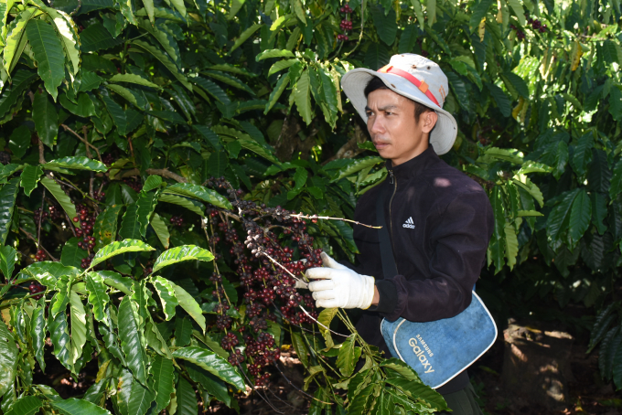 Để phát triển cà phê bền vững, rất mong dự án VnSAT tiếp tục hỗ trợ. Ảnh Tuấn Anh.