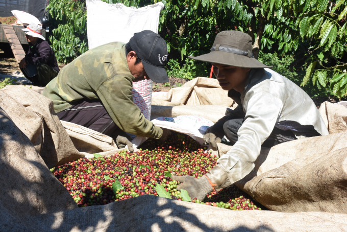 Rất nhiều HTX sản xuất cà phê bền vững tại trung tại huyện Đăk Hà, tỉnh Kon Tum. Ảnh Tuấn Anh.