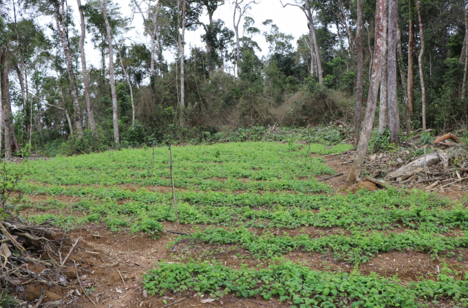 Trên thực tế, Công ty Mỹ Hạnh chưa triển khai trồng sâm Ngọc Linh tại huyện Kon Plông.