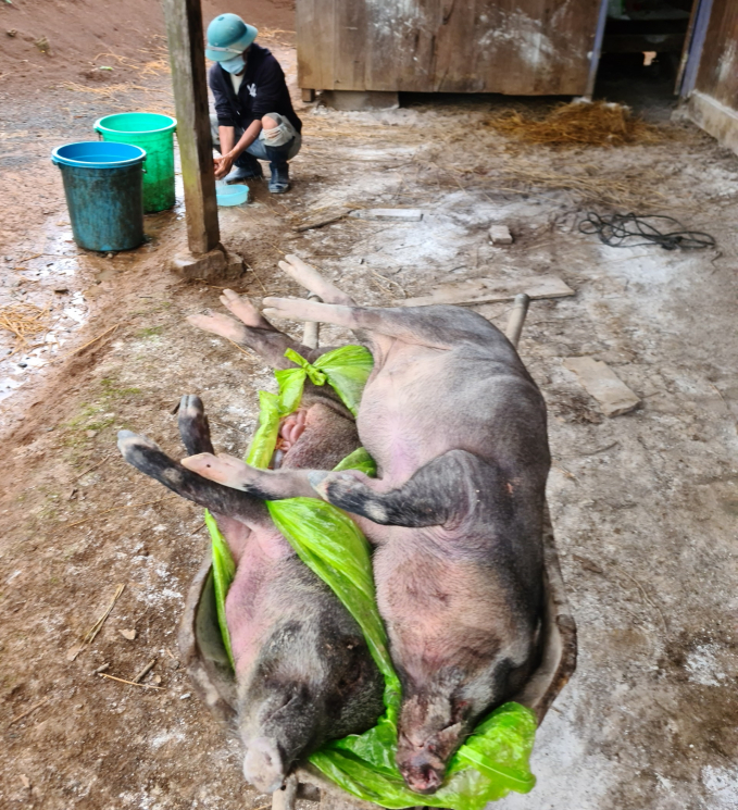 Dịch tả lợn Châu phi tại Kon Tum đang diễn biến phức tạp. Ảnh: Tuấn Anh.