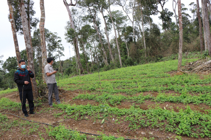 Công ty Mỹ Hạnh chưa trồng sâm Ngọc Linh mà chỉ có vườn sâm dây tại HTX Tuyết Sơn ở huyện Kon Plông.