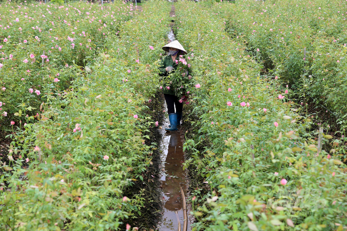 Có khá nhiều hộ trồng hoa không được may mắn như chị Duyên, cụ thể như gia đình bà Chu Thị Thanh (người dân làng Tây Tựu) đang 'đau đầu' bởi có 2 sào hoa hồng đang đến độ thu hoạch, 1 sào thì đang bỏ không.
