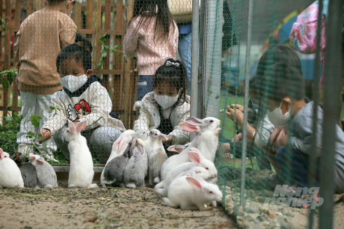 Nông trại nho còn có khu vực chuồng chăn nuôi thỏ.