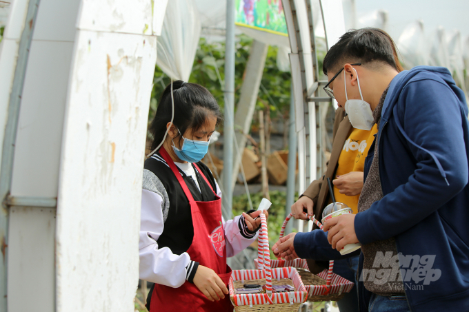Tại vườn, du khách được thưởng thức loại nho không hạt của Nhật Bản được trồng hữu cơ đảm bảo an toàn vệ sinh thực phẩm.